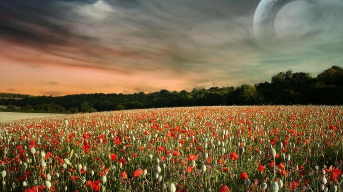 为什么鱼缸老是起绿藻呢，有什么好办法不用整天擦鱼缸？